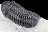 Bargain, Austerops Trilobite - Visible Eye Facets #80672-3